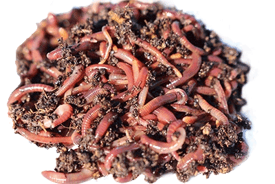 Nightcrawler Question - Red Worm Composting